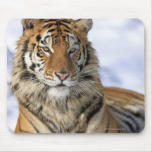 Tigre sibérien, altaica du Tigre de Panthera, Asie Tapis De Souris