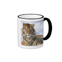 Tigre sibérien, altaica du Tigre de Panthera, Asie Tasses À Café