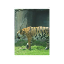 Tigre Toiles Tendues
