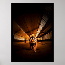Tigre urbain affiche