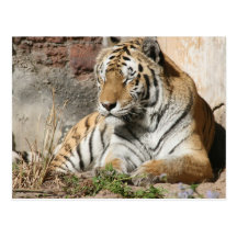 tigres de zoo d'animal sauvage de tigre cartes postales