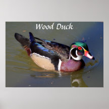 Timbre-poste de canard en bois poster
