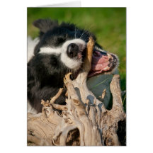 Tino border collie, mâche sur le bâton cartes de vœux