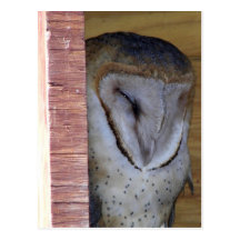 Tir principal en gros plan de hibou de grange carte postale