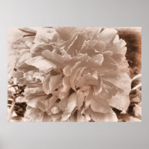 Toile/affiche d'effet de sépia de pivoine