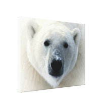 Toile enveloppée d'ours blanc impressions sur toile