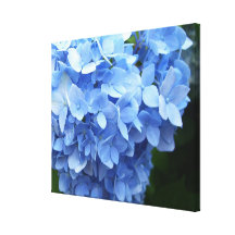 Toile - enveloppée - hortensia bleu toile tendue sur châssis