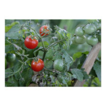 Tomates croissantes dans un jardin bristols personnalisés