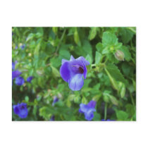 Torenia cartes postales