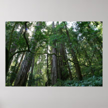 "Torsion", bois de Muir Affiches