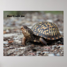 Tortue Affiches