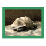 Tortue Carte Postale