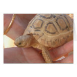 Tortue de bébé cartes de vœux