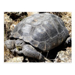 Tortue de désert cartes postales