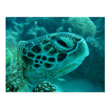 Tortue de la Grande barrière de corail Carte Postale
