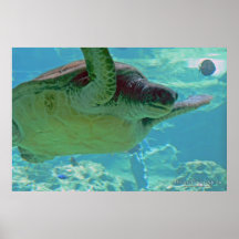 Tortue de mer affiches