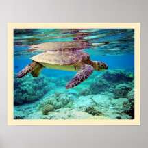 Tortue de mer verte (mydas de Chelonia) Affiches