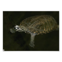 Tortue de natation photographes