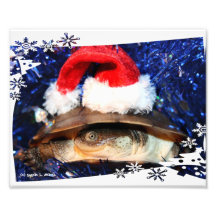 Tortue de Sideneck d'Africain utilisant un chapeau Photo Sur Toile
