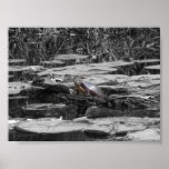 Tortue Posters