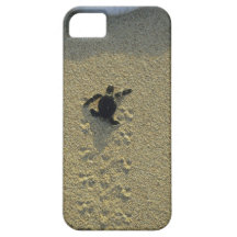 Tortue verte, (mydas de Chelonia), hatchling Étui iPhone 5