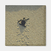 Tortue verte, (mydas de Chelonia), hatchling Aimants Pour Réfrigérateur