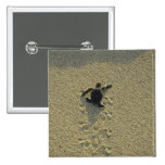 Tortue verte, (mydas de Chelonia), hatchling Pin's