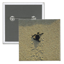 Tortue verte, (mydas de Chelonia), hatchling Pin's