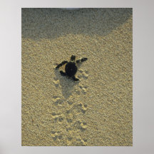 Tortue verte, (mydas de Chelonia), hatchling Posters