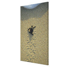 Tortue verte, (mydas de Chelonia), hatchling Toiles Tendues Sur Châssis