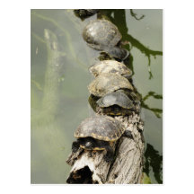 Tortues Cartes Postales