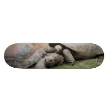 tortues géantes plateau de planche à roulettes