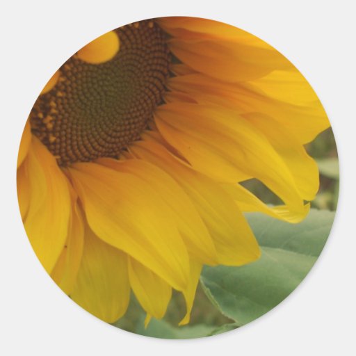 Tournesol Adhésif