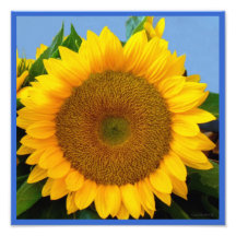 Tournesol bleu lumineux photographes