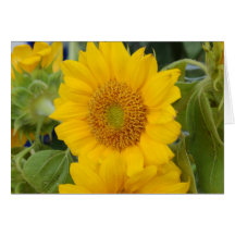 Tournesol Carte