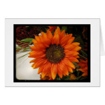 tournesol carte