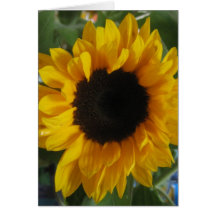 Tournesol Carte De Vœux