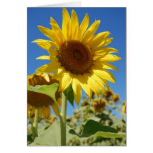 Tournesol Cartes De Vœux