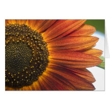 Tournesol Cartes De Vœux
