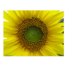 Tournesol ! cartes postales