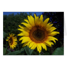 Tournesol dans la carte de voeux de fleur