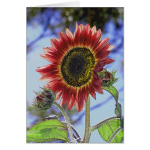 Tournesol de la Californie Carte