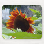 Tournesol de rouge de Rockport Tapis De Souris