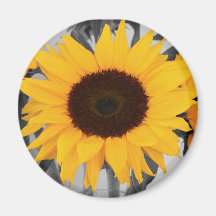 Tournesol d'espoir aimants pour réfrigérateur