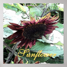 Tournesol "dessin d'encre " affiches