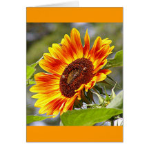 Tournesol et abeilles carte de vœux