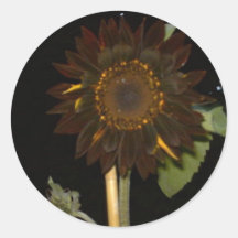 Tournesol foncé la nuit adhésifs ronds