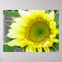 tournesol jaune pâle posters