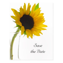 Tournesol jaune sur les économies blanches de mari carte postale