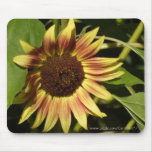 Tournesol rose fauve tapis de souris